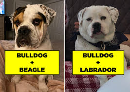 He is a beautiful english bulldog puppy. 21 Bulldog Mixes That I Firmly Believe Are Just Adorable Mythological Creatures
