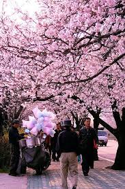Cotton Candy Vendor Among Cherry Blossoms South Korea Travel Korea Travel Cherry Blossom