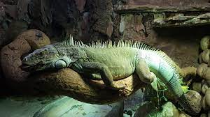 24.01.2022 · dukutip ddtc.co.id, bali memilki lebih dari 35.000 kamar hotel. Green Iguana Iguana Hijau Iguana Iguana Linnaeus Planter And Forester