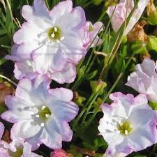 Image result for Falkia