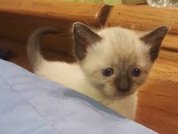All available kitties for sale kitties for adoption retired breeding cats breeding cats. Siamese Cats For Sale Centerville In 311369 Petzlover