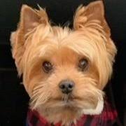 Services — Lexie's Love