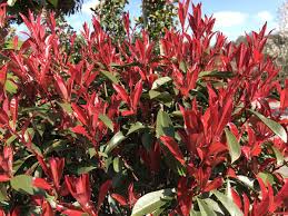 A day in the life of the photinia begins early in the morning when they begin to shine. Photinia Photinia X Fraseri Robusta Chew Valley Trees