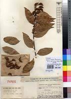 Image result for Ellipanthus