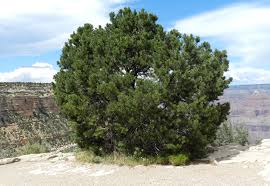 Italian stone pine, pinus pinea. Pinus Edulis Landscape Plants Oregon State University