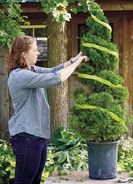 Step back and observe the placement of your string from all angles. Diy Spiral Topiary Garden Gate