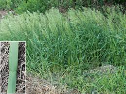 We did not find results for: Repartition Geographique Du Brome Agronomie