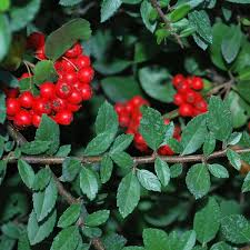 Image result for Pyracantha coccinea red column