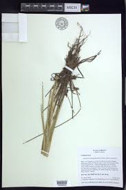 Image result for Eleocharis acutangula