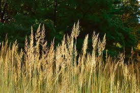 Image result for Sorghastrum
