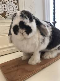 Black And White Holland Lop Vintage Freeze Dried Taxidermy Holland Lop Eared Bunny Rabbit By Forgottencloverfarm On Etsy Lop Eared Bunny Bunny Taxidermy