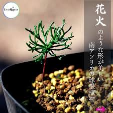 Image result for Eriospermum porphyrium