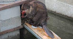 werebeaver : r/HybridAnimals