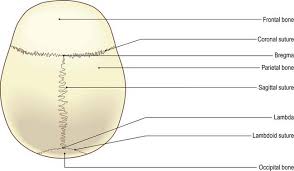 Maybe you would like to learn more about one of these? The Head And Neck Basicmedical Key