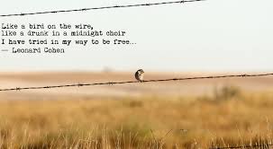 Bird On A Wire Movie Song Bird On A Wire Leonard Cohen Leonard Cohen Quotes Lyric Quotes Quotations
