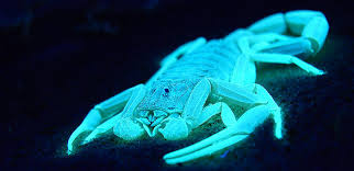 6 animals that can see or glow in ultraviolet light the