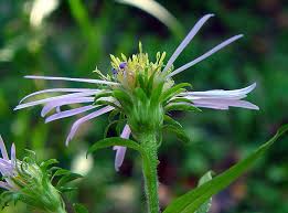Image result for Andropterum