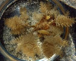 Image result for Bolusiella fractiflexa