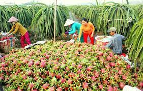 Dragon fruit is an exotic cactus that is found in asia, mexico, and parts of south america. Puspita Nursery Indian Variety Dragon Fruit Dwarf Live Plant With Polly Bag 6 10 In Size Amazon In Garden Outdoors