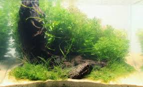 Top 5 modern aquascaping designs for your freshwater fish aquarium. Creating A Three Dimensional Layout With A Pronounced Sense Of Depth Aquascaping Wiki Aquasabi