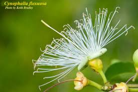 Image result for Chironia flexuosa