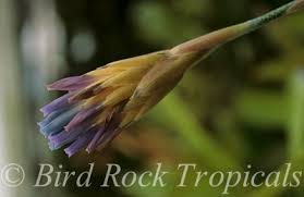 Image result for Seidelia