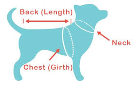 How to measure… whilst your dog is wearing their current collar, place a tape measure over the top of it (on the outside) to get the correct measurement (our sizes are in cm). Dog Sizing Guide Know How To Measure Your Dog Bitch New York