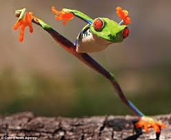 Green With Envy The Kung Fu Frog Who S Desperate To Take After Martial Arts Great Bruce Lee Funny Frogs Funny Animal Pictures Funny Animals
