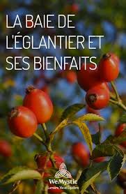 La Baie De L Eglantier Et Ses Bienfaits Wemystic France Aliments Bons Pour La Sante Sante Bien Etre Plantes Aromatiques Et Medicinales