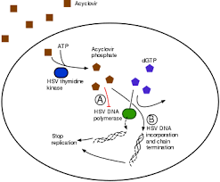 Aciclovir Wikipedia