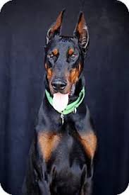 These affectionate, playful, and energetic doberman puppies are ready for their forever home! Pin On Doberman Dogs