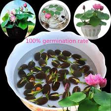 How to grow autoflowering as the name implies, autoflowers automatically shift to the flowering period without intervention. Airyclub High Quality 10pcs Pack Bowl Lotus Seed Hydroponic Plants Aquatic Plants Flower Seeds Pot Water Lily Seeds Bonsai Garden Wholesale