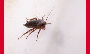 Dans l'un ou l'autre cas, il est préférable de remarquer la présence de blattes dès que possible et de les éliminer avant qu'elles ne se propagent. Blattes Toutes Les Methodes Pour Les Eliminer