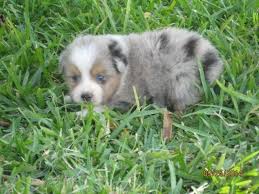 Toy aussie toy australian shepherd aussie puppy for sale toy aussie for sale aussie indiana. Mini Aussie Blue Merle Male For Sale In Dallas Texas Classified Americanlisted Com