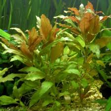 Image result for Alternanthera sessilis