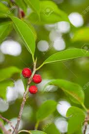 Check spelling or type a new query. Ficus Benjamina Fruit Or Weeping Fig On It S Tree In Nature Stock Photo Picture And Royalty Free Image Image 21097523