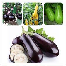 100pcs Eggplant Seeds Vegetable Seeds Black Purple Yellow Green White Eggplant Seeds Eggplant Seeds Eggplant White Eggplant