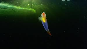 These delicate mucus houses are quite beautiful, in their way. Ethereal Sea Angel Slug Looks Like Cgi Alien Nerdist