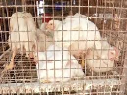 Avian influenza is a notifiable animal disease. Hyderabad Poultry Shop Owners Urge Govt To Bear The Loss Due To Bird Flu Zee5 News