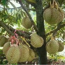 Jenis durian ini termasuk tanaman yang produktif karena jika berbunga banyak dan lebat sehingga hasil bauhnya pun. Jual Benih Pokok Durian Duri Hitam Di Lapak Aliandoevano Bukalapak