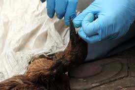 Bila anda membalikkan sarung tangan sebelah kiri. Telisik Populis Page 3