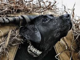 Black lab, fox red lab, charcoal lab, chocolate lab, yellow lab, silver lab, charcoal lab, champagne lab puppies for sale in mn. Your Retriever Will Teach You These 5 Life Lessons