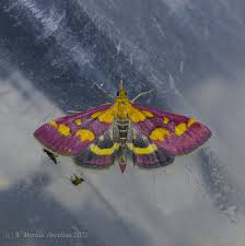 Image result for Pyrausta purpuralis