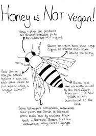 Http Www Vegetus Org Honey Honey Htm Reasons To Go Vegan Vegan Quotes Why Vegan