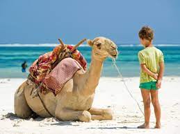 Bali camel safari singgahlah di nikki beach, nusa dua untuk satu aktivitas seru yang jarang ditemukan di tempat lain. Camel Ride On A Beach With Combo Experiences In Bali From Nusa Dua Tours Activities Fun Things To Do In Bali Indonesia Veltra