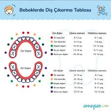 bebeklerde dis cikarma tablosu bebek dis cikarma bebek bilgi