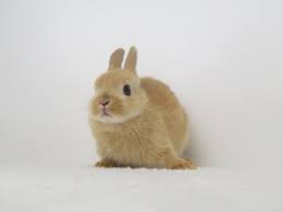 「ネザーランドドワーフ」の画像検索結果