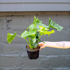 Image result for Thesium subaphyllum