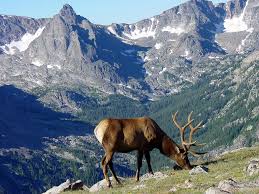 Pin By Rene On Animals Rocky Mountain National Park Rocky Mountains National Parks