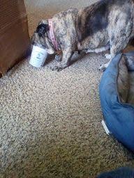 Image result for Biancospino 1969 Piaggio